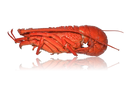 Zag lobster