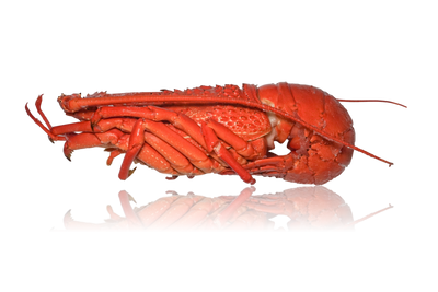 Zag lobster