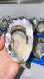 Australian Pacific Oysters