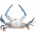 Australian Blue Swimmer Crab