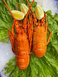 Australia WA Lobster