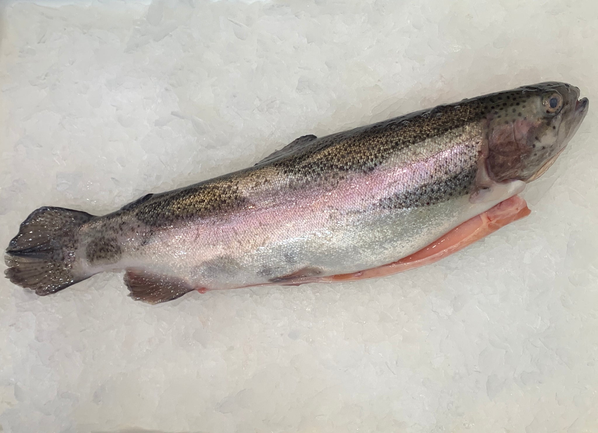 New England Brook Trout Ship Fresh Butterflied Trout –, 50% OFF