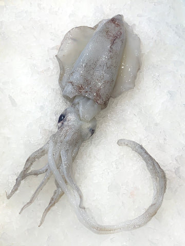 Australian Whole Fresh Calamari