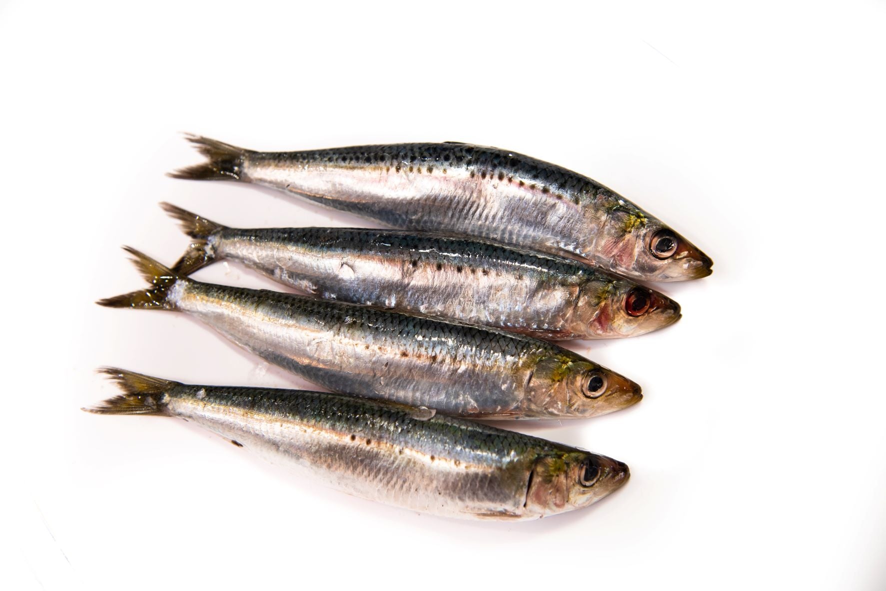Australian Fresh Sardines (whole) ZAG Seafood